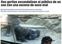 Enlace a Gorilas exibicionistas