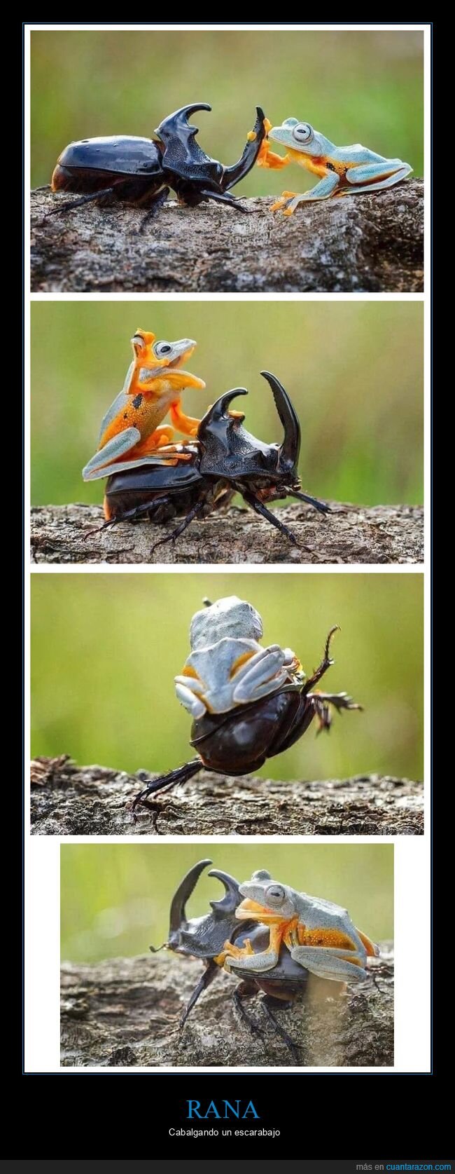 rana,cabalgar,escarabajo