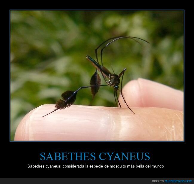 sabethes cyaneus,mosquito