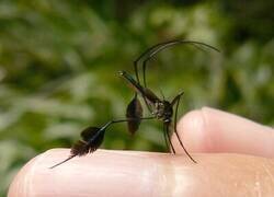 Enlace a Un mosquito peculiar