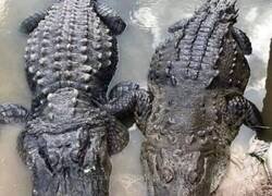 Enlace a Aprende a diferenciarlos