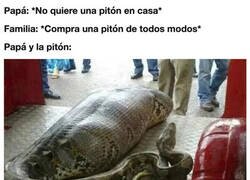 Enlace a Mascotas con las que uno se encariña