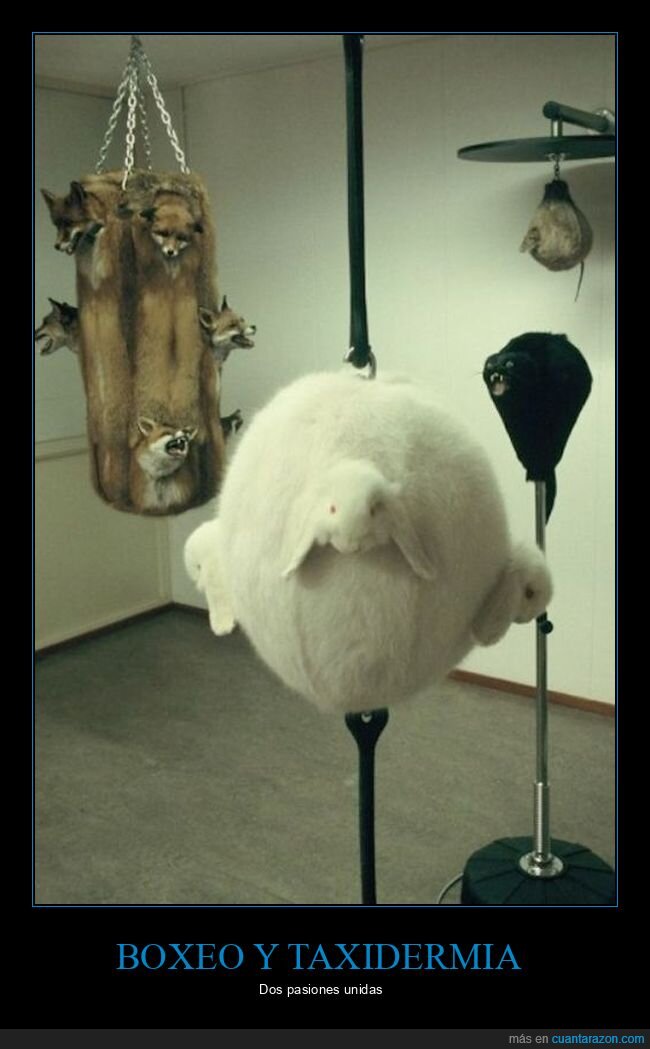 boxeo,taxidermia,wtf