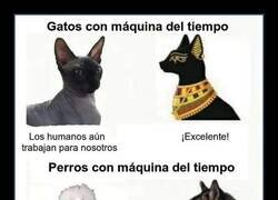 Enlace a Animales viajeros del tiempo