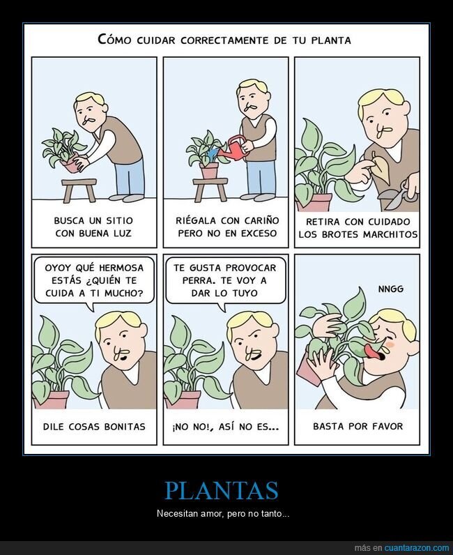cuidar,planta