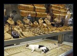 Enlace a Gato joyero