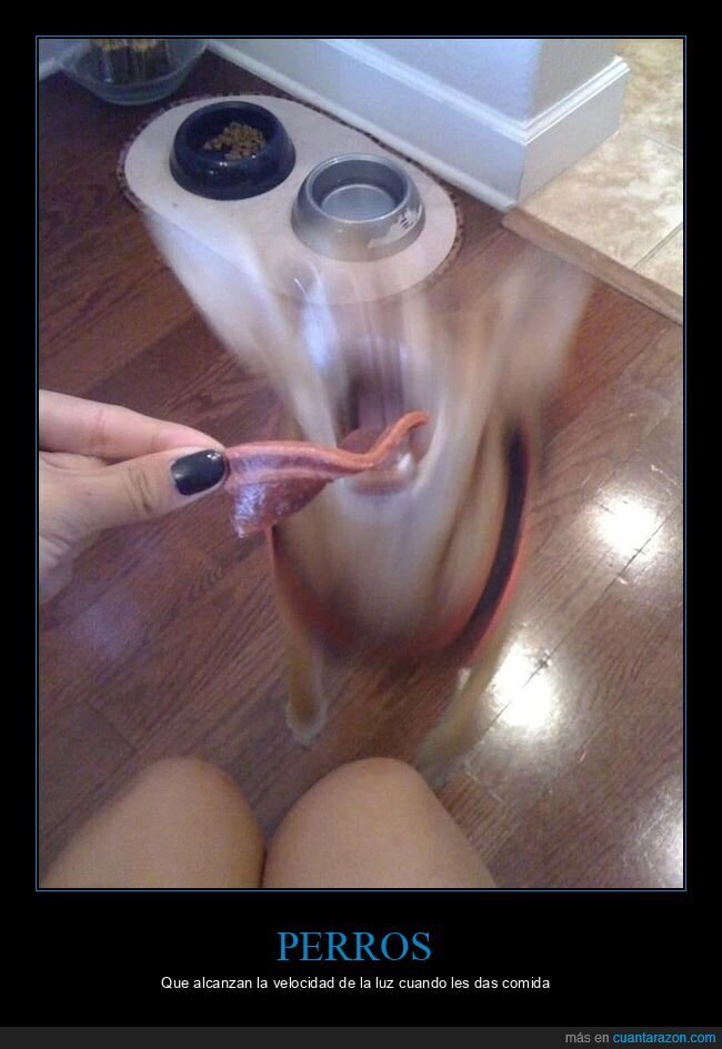 perro,comida,wtf