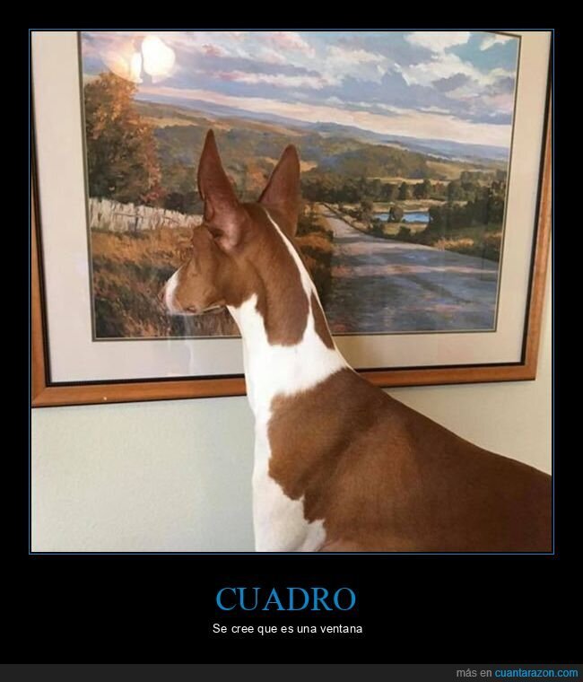 perro,cuadro,ventana