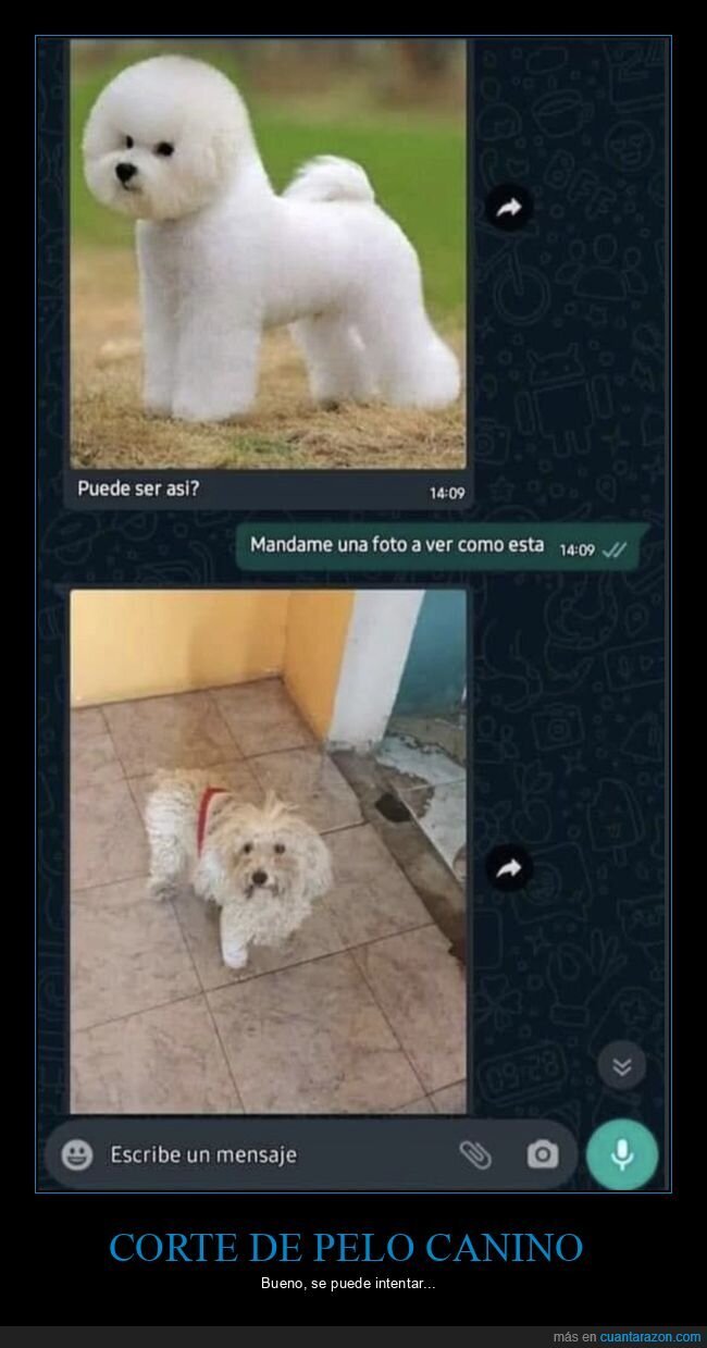 corte de pelo,perros,whatsapp