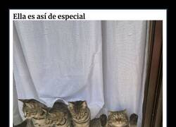 Enlace a Gatos actuando tan raro, que la gente preguntó: “¿Qué le pasa a tu gato?”
