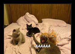 Enlace a Bostezos en cadena