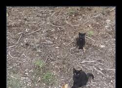 Enlace a Mimetizado con su entorno