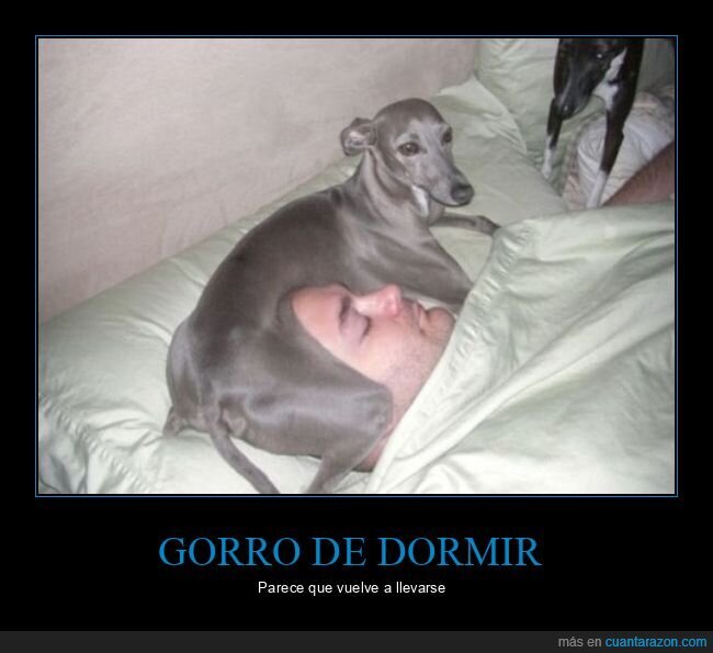 perro,durmiendo,wtf