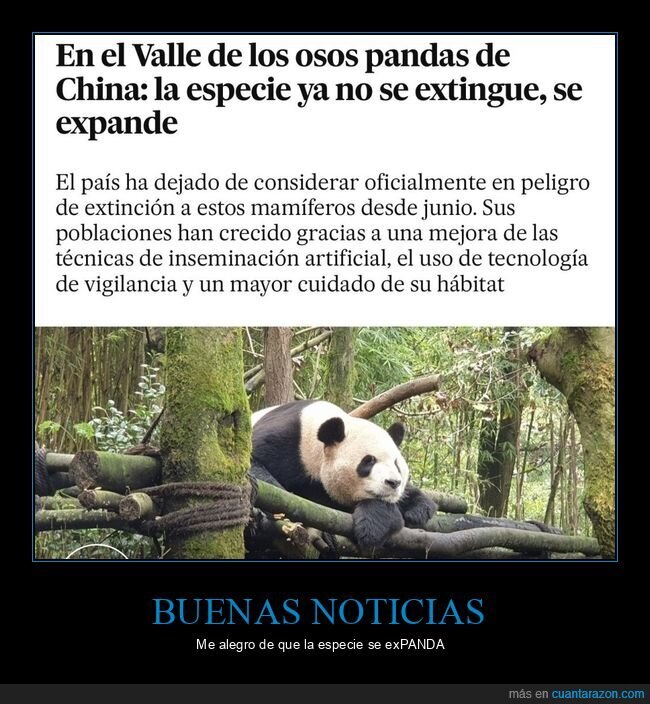 osos panda,extinguirse,expandirse