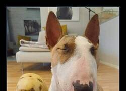 Enlace a Separados al nacer