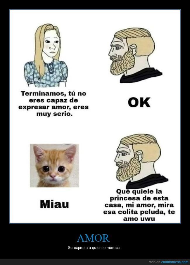 amor,expresar,serio,gato