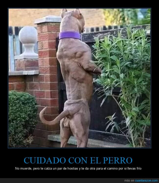 perro,musculoso,wtf