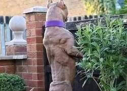 Enlace a Perro peligroso