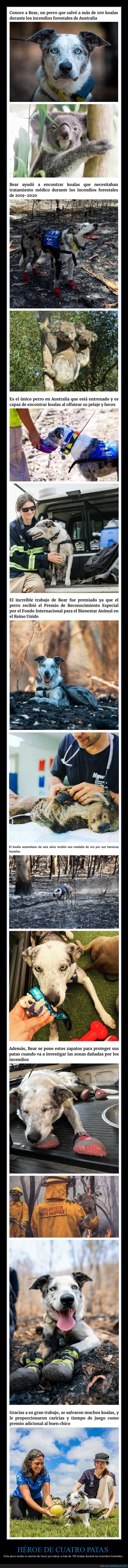 perro,premio,salvar,koalas,incendios,australia
