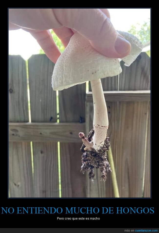 seta,hongo,macho,wtf