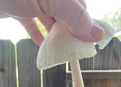 Enlace a Ese hongo se alegra de verte