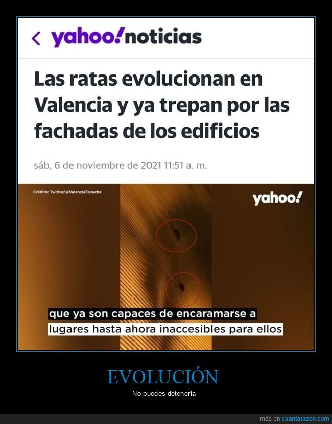 ratas,evolucionar,valencia,trepar,fachadas