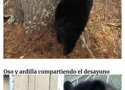Enlace a Osos pillados haciendo cosas ridículas y adorables