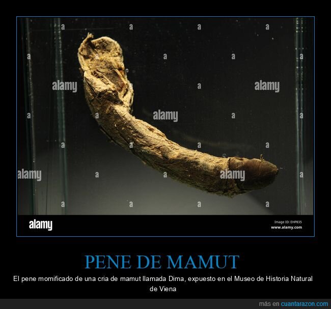 congelado,mamut