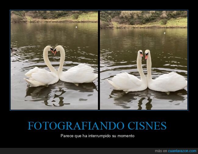 cisnes,interrumpir