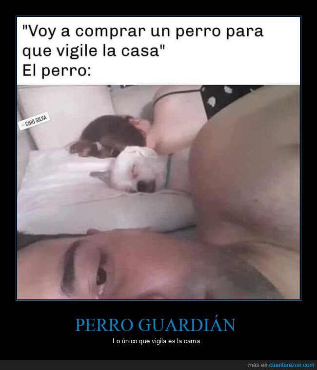 perro,vigilar,durmiendo,cama