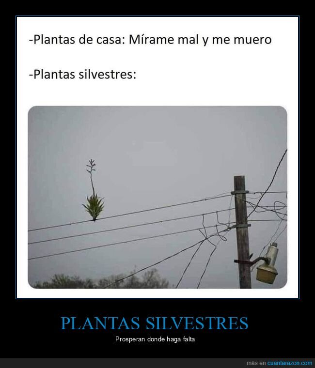 cable,casa,plantas,silvestres,wtf