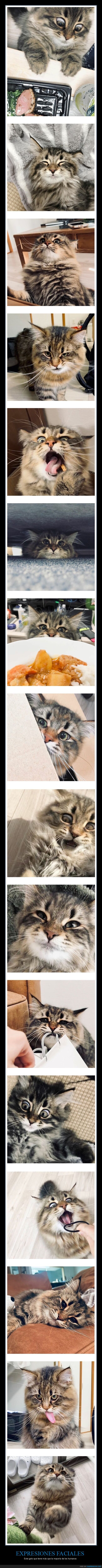 expresiones faciales,gato