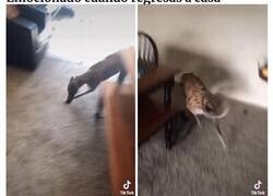 Enlace a Datos sobre la psicología canina que todo dueño de perros debería conocer