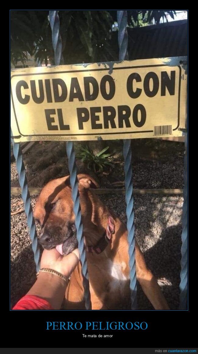 carteles,cuidado,perros