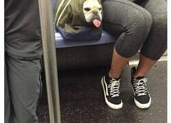 Enlace a Personas que llevan a sus perros en bolsas