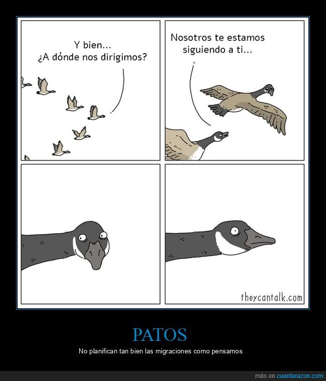 patos,siguiendo