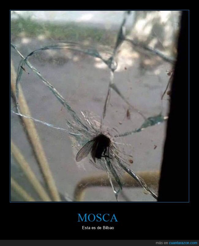 mosca,cristal,wtf