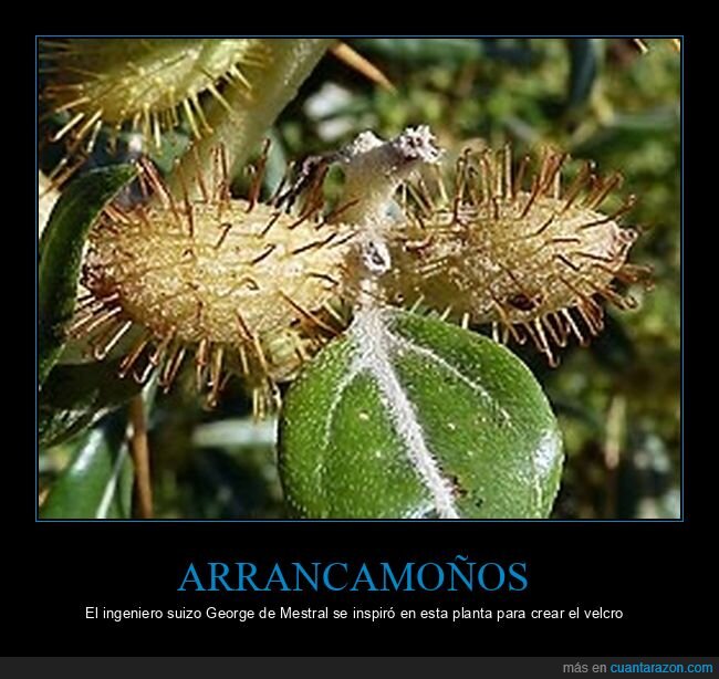 velcro,arrancamoños,planta,George de Mestral