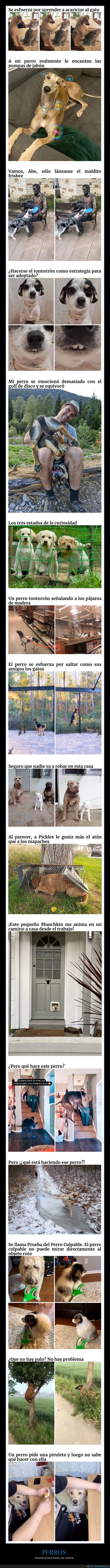perros,wtf