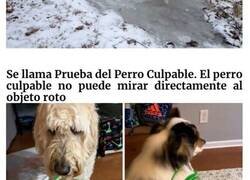 Enlace a Perros haciendo el tonto frente a las cámaras