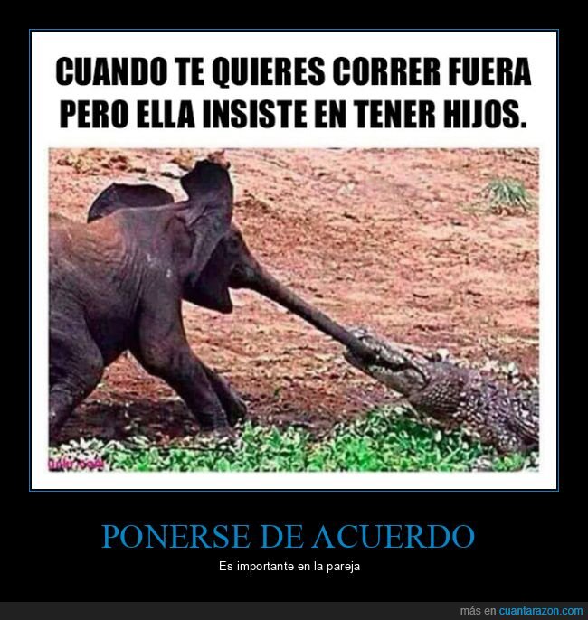 cocodrilo,elefante,fuera,hijos