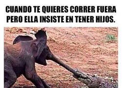 Enlace a Tira y afloja