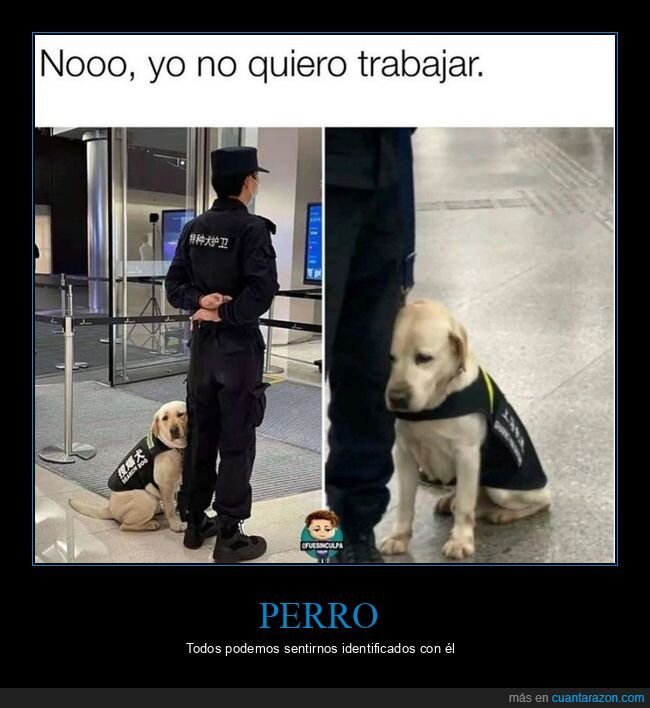 perro,trabajar