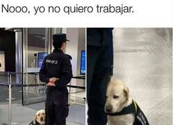 Enlace a Todos somos ese perrete