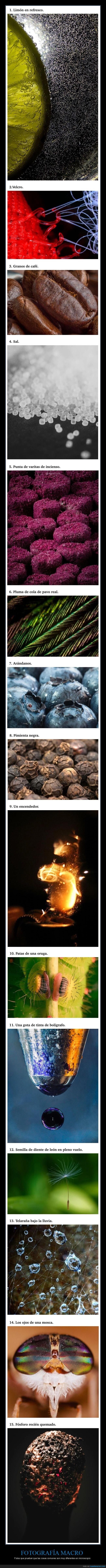 fotografía macro,microscopio