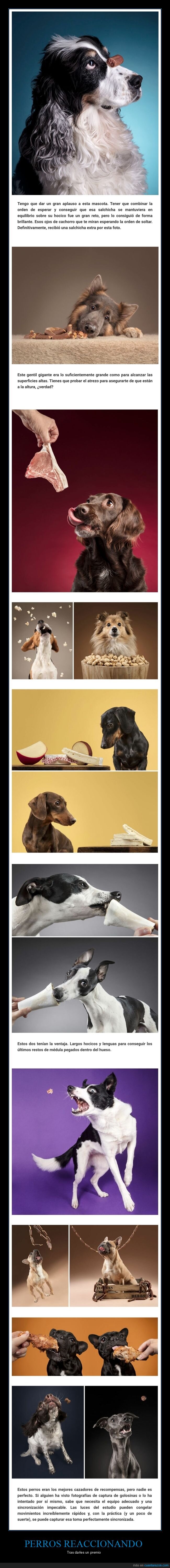 perros,reaccionando,premio