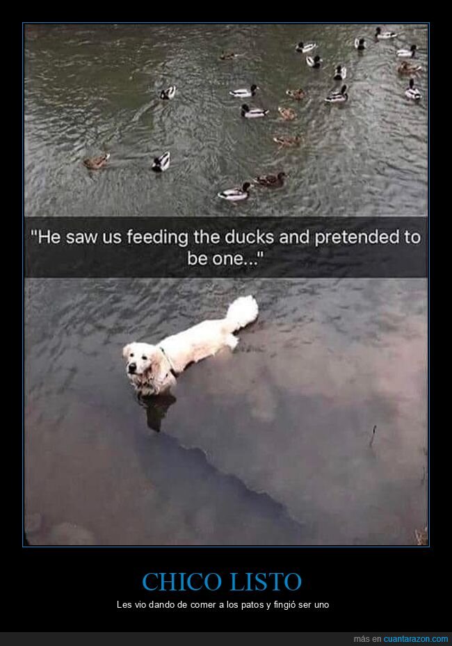 perro,patos,comida