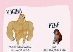 Enlace a El auténtico sexo débil