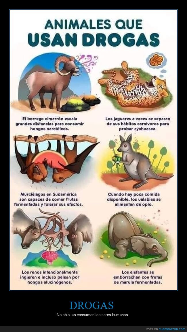 drogas,animales