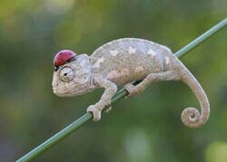 Enlace a Un camaleón con estilo